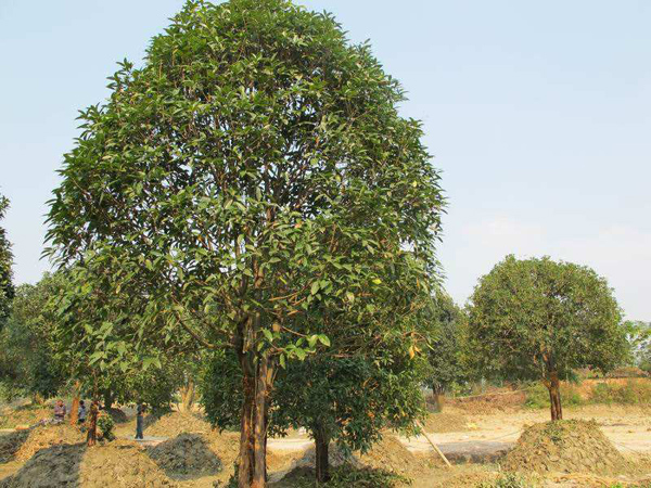 大桂花树
