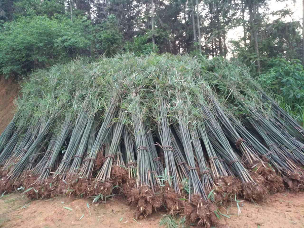 刚竹