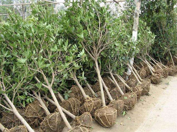 桂花树苗价格多少钱一棵？桂花树苗种植方法和注意事项