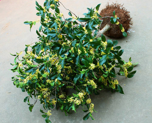 桂花树苗