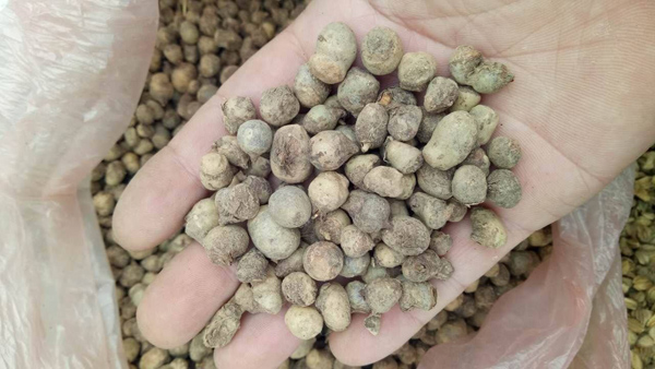 半夏种子价格多少钱一斤？半夏种子的种植方法