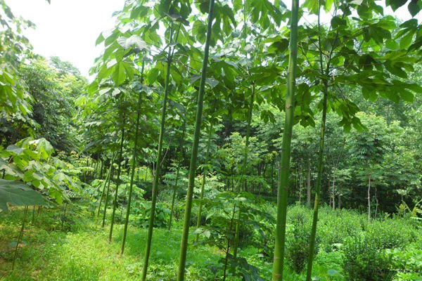 青桐的价格多少钱一棵？青桐的种植技术
