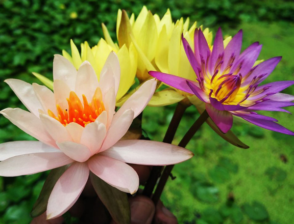 睡莲花