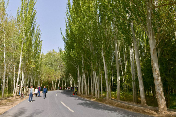白杨树