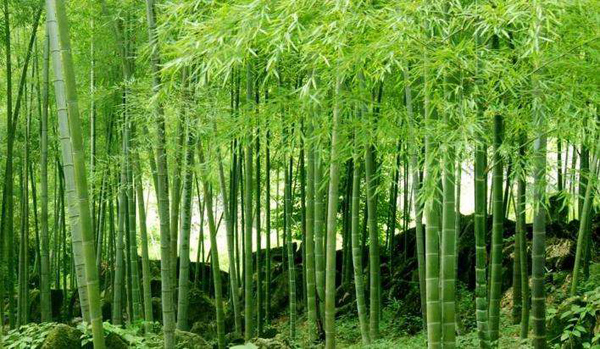 毛竹价格多少钱一棵？毛竹如何种植？