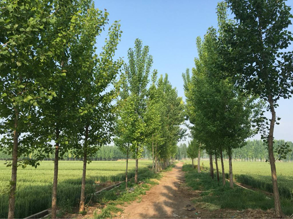 杨树基地实拍