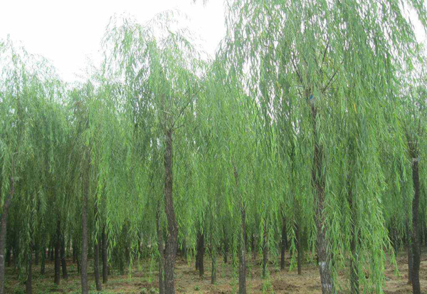 垂柳价格多少钱一棵？垂柳的种植技术