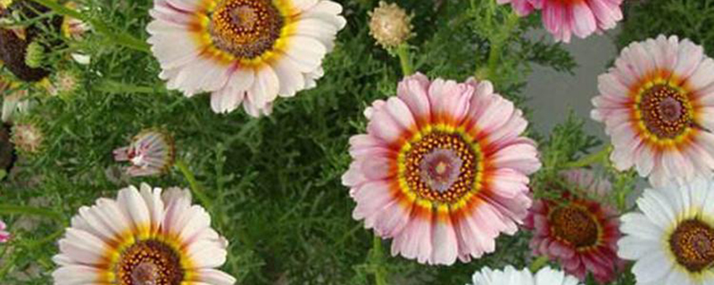 花环菊
