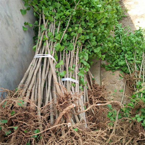 白果树