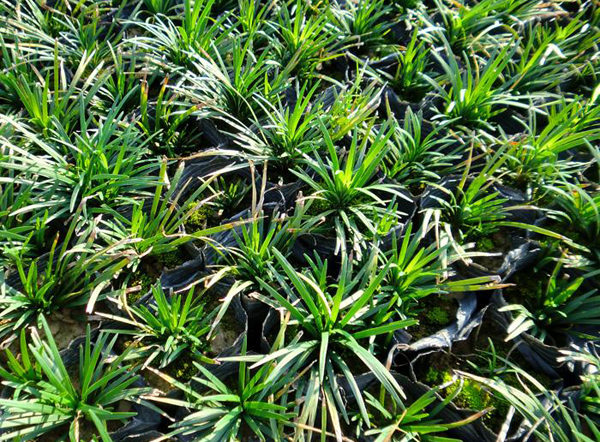 玉龙草价格多少钱一棵？玉龙草种植方法有哪些？
