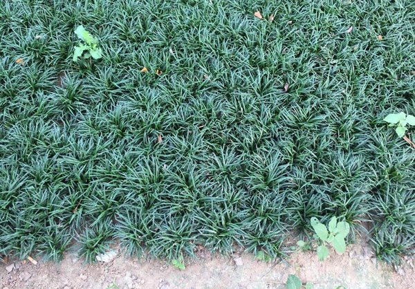 玉龙草