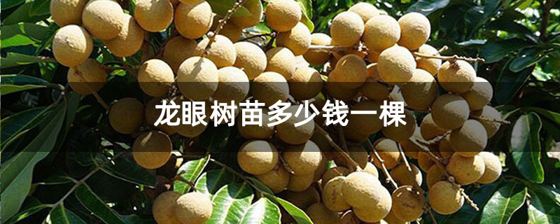 龙眼树苗多少钱一棵