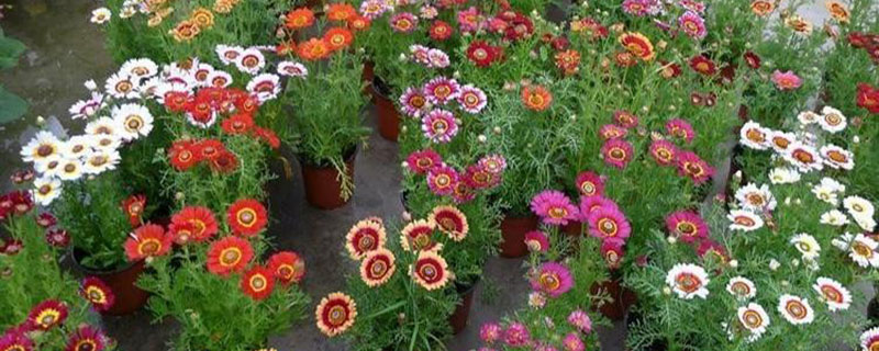 花环菊是多年生吗