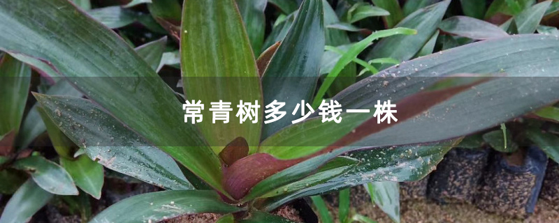 常青树多少钱一株