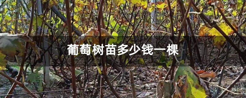 葡萄树苗多少钱一棵