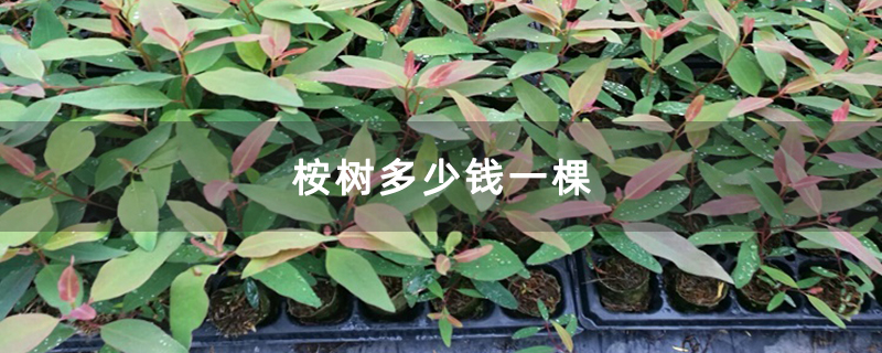 桉树多少钱一棵