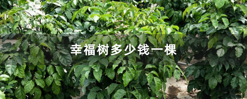 幸福树多少钱一棵