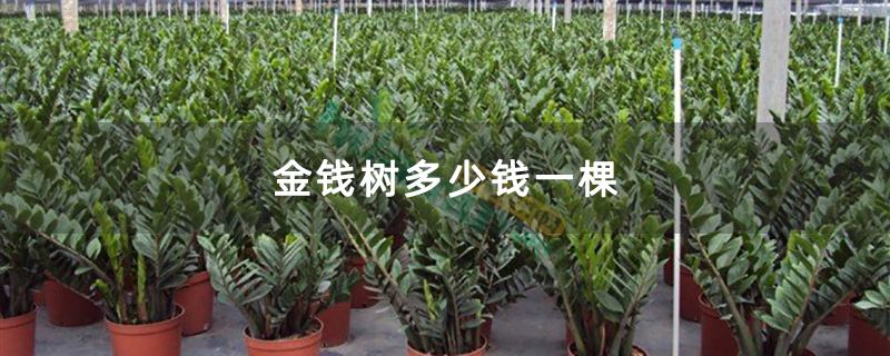 金钱树多少钱一棵