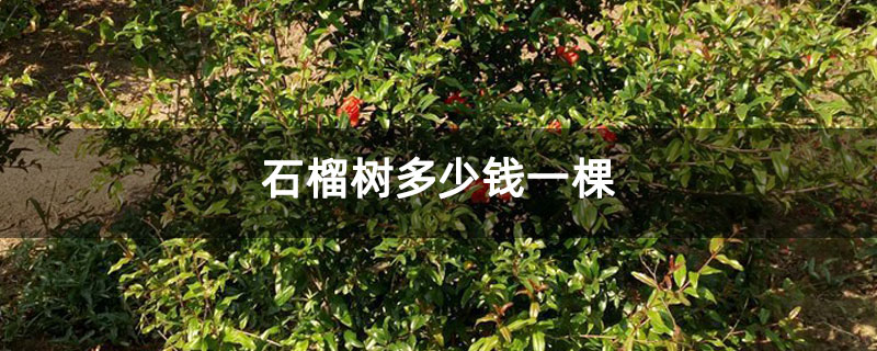 石榴树多少钱一棵