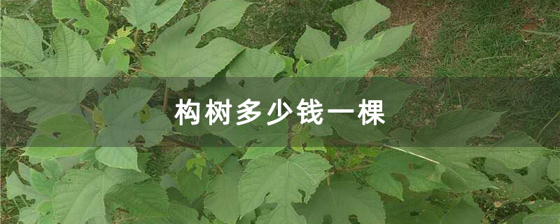 构树多少钱一棵