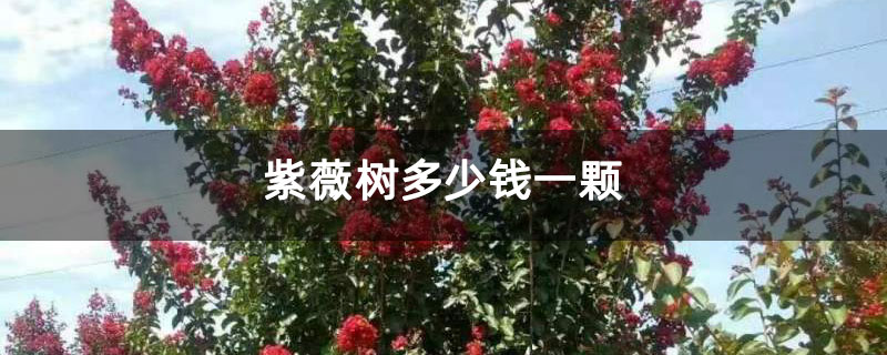 紫薇树多少钱一颗