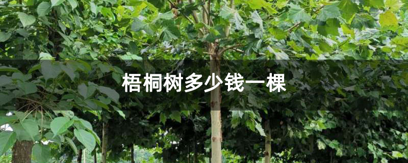 梧桐树多少钱一棵