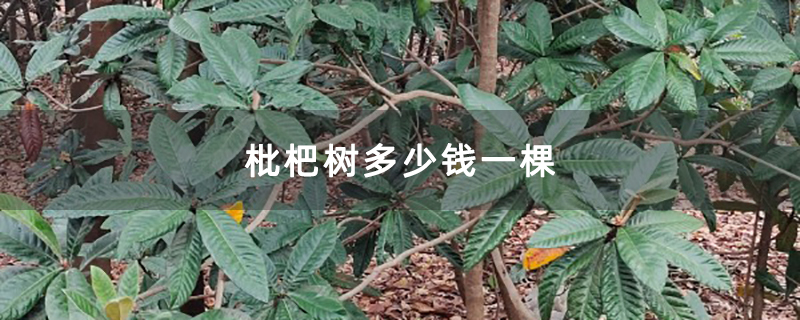 枇杷树多少钱一棵