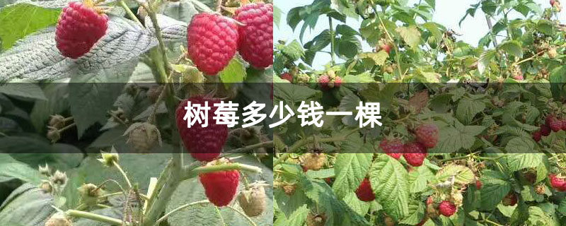 树莓多少钱一棵