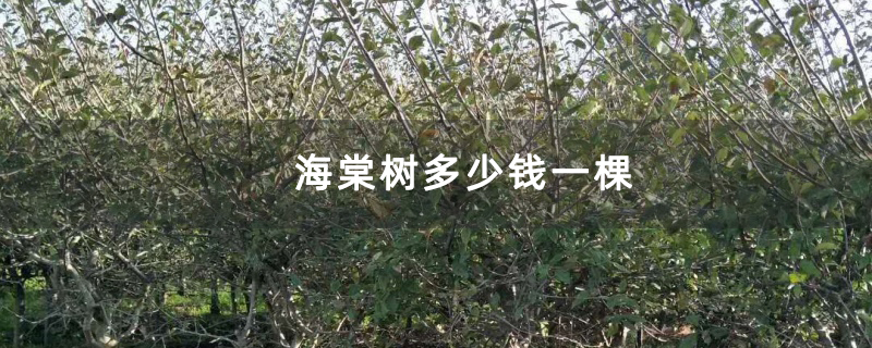 海棠树多少钱一棵