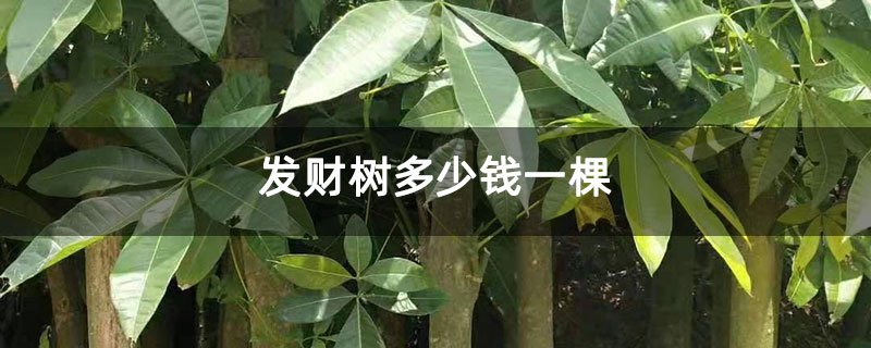 发财树多少钱一棵