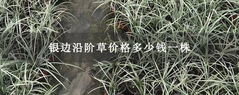银边沿阶草价格多少钱一株