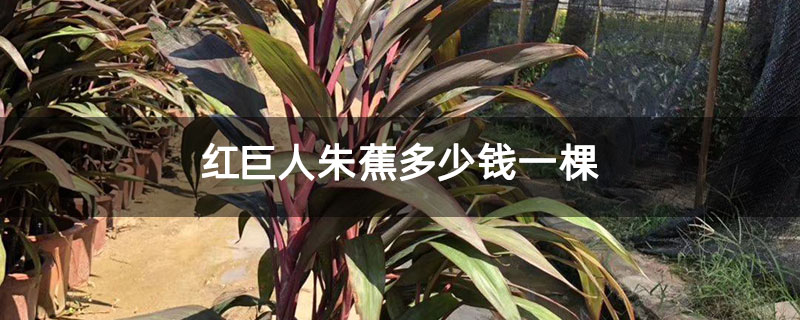 红巨人朱蕉多少钱一棵
