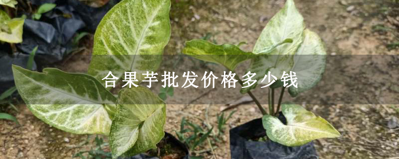 合果芋批发价格多少钱
