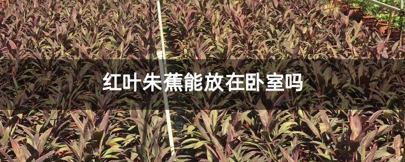 红叶朱蕉能放在卧室吗 红叶朱蕉能放在卧室吗