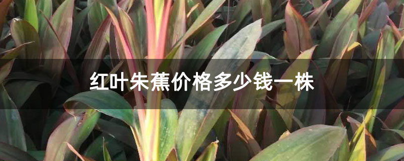红叶朱蕉价格多少钱一株