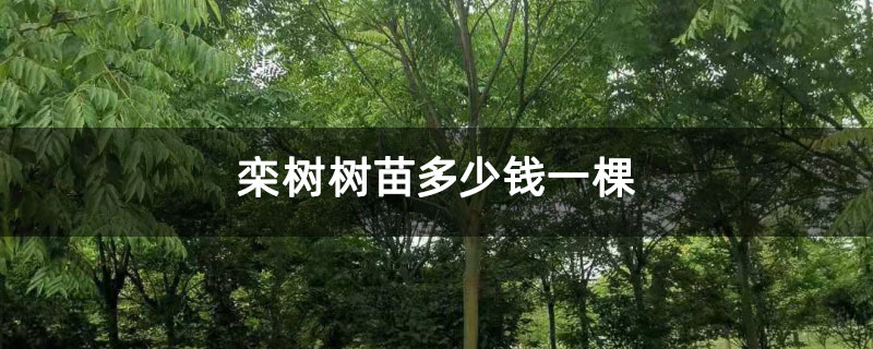 栾树树苗多少钱一棵