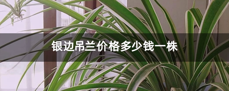 银边吊兰价格多少钱一株