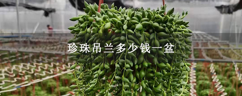 珍珠吊兰多少钱一盆