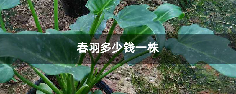 春羽多少钱一株 春羽多少钱一株