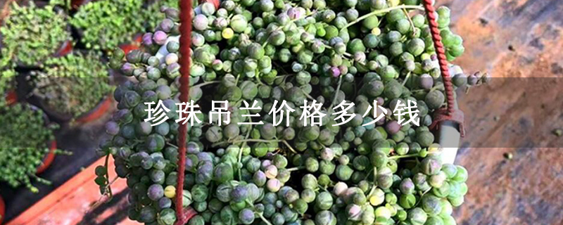 珍珠吊兰价格多少钱