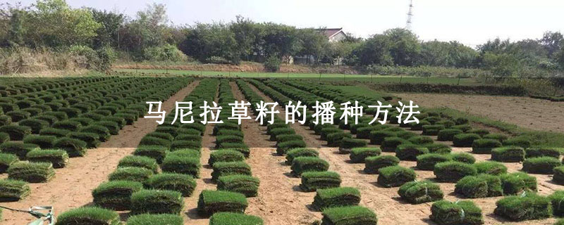 马尼拉草籽的播种方法