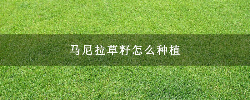 马尼拉草籽怎么种植