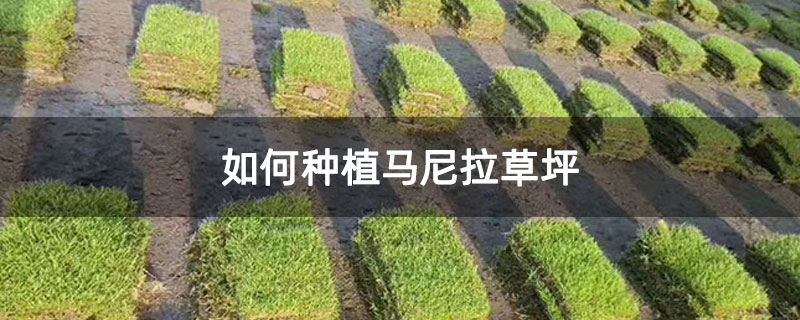 如何种植马尼拉草坪