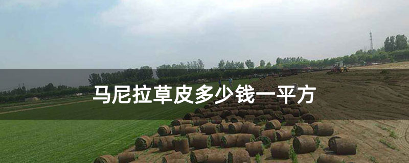 马尼拉草皮多少钱一平方