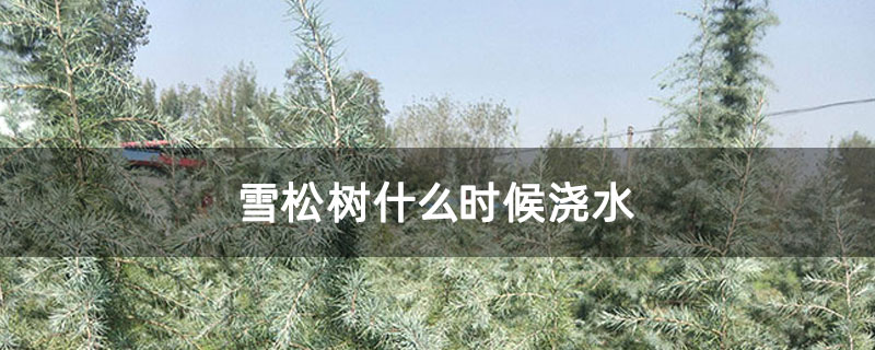 雪松树什么时候浇水