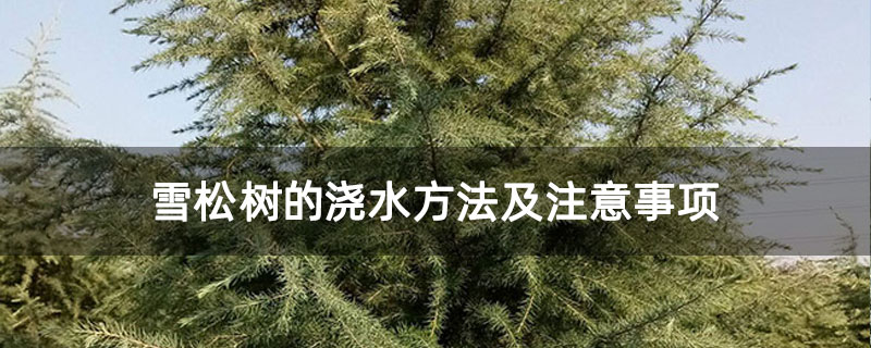 雪松树的浇水方法及注意事项