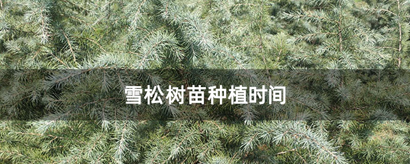 雪松树苗种植时间