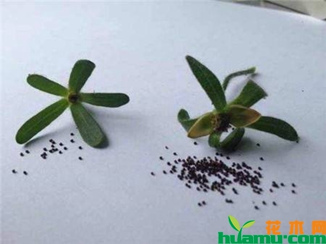 矮牵牛种子