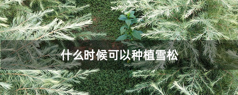 什么时候可以种植雪松
