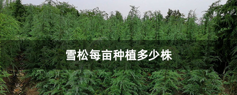 雪松每亩种植多少株